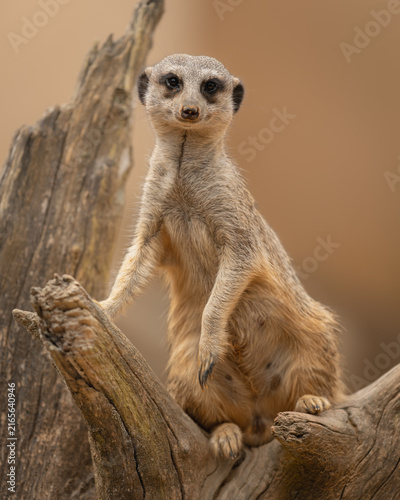 Alert Meerkat Standing on a Tree Trunk - Alert meerkat standing upright among weathered tree branches, looking directly at the camera with an attentive expression.