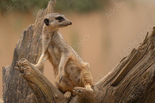 Alert Meerkat Standing on a Tree Trunk - Alert meerkat standing upright among weathered tree branches, looking to the side with an attentive expression.