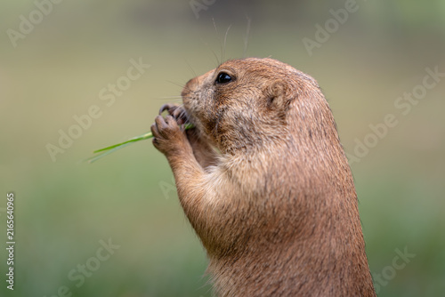 Prairie Dog Eating Grass in Profile - Side profile of a prairie dog eating fresh grass, with detailed fur and a soft natural green background.