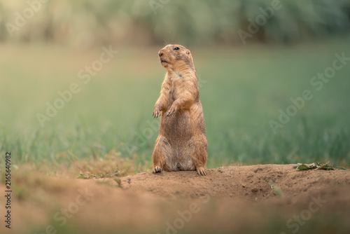 Foto Alert Prairie Dog Standing Upright in Grassland - Alert prairie dog standing upright on a burrow surrounded by soft green grass, with a spacious blurred background providing generous copy space