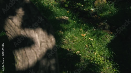 Moss-covered spring water with a thick tree trunk illuminated by strong sunlight