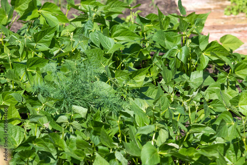 Green broad bean plant growing in a garden row