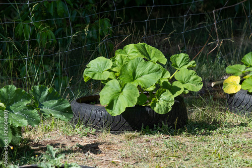 Zucchini plant growing in recycled rubber tire bed
