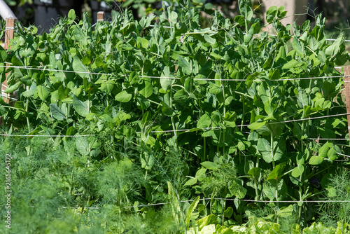 Green broad bean plant growing in a garden row