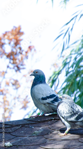 Two Pigeons Perched on a Rooftop Outdoors