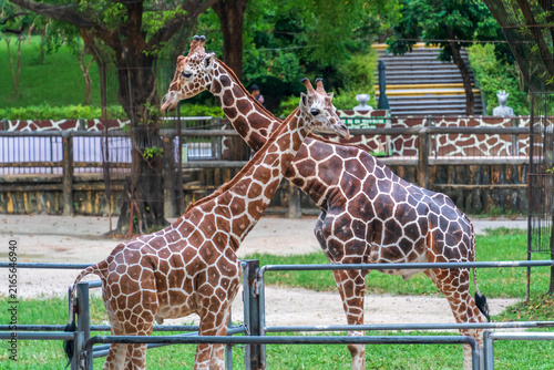 Canvas Print Two Giraffes Standing Together in a Zoo Enclosure