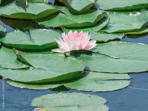 Photography Pink Water Lily Blooming Among Lily Pads