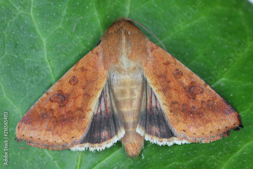Fotografie Helicoverpa armigera known as the cotton bollworm, corn earworm, Old World (African) bollworm, or scarce bordered straw (the lattermost in the UK, where it is a migrant)