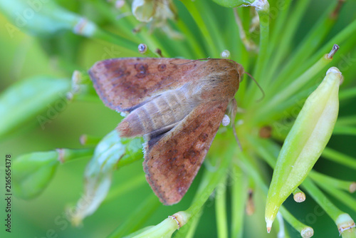 Obraz na płótnie Helicoverpa armigera known as the cotton bollworm, corn earworm, Old World (African) bollworm, or scarce bordered straw (the lattermost in the UK, where it is a migrant)