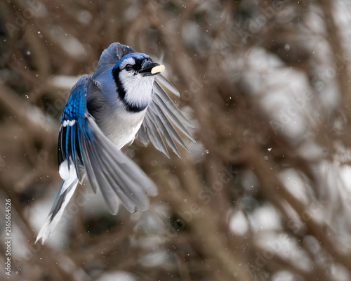 Cuadro en lienzo blue jay in flight