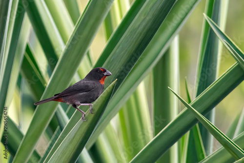 Tapety artystyczne finch in grass