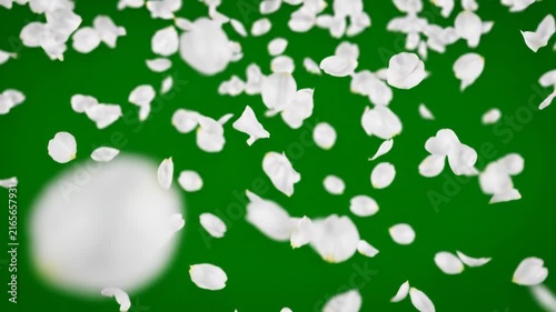 Falling white flower petals on a green background.