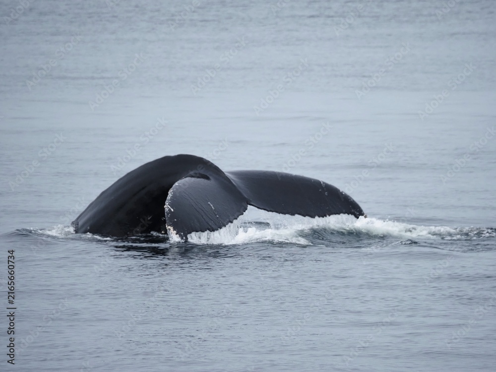 Obraz premium Humpback whale tail above St. Lawrence River
