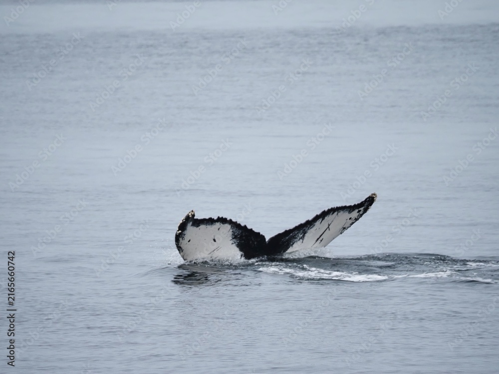 Obraz premium Humpback whale tail above St. Lawrence River