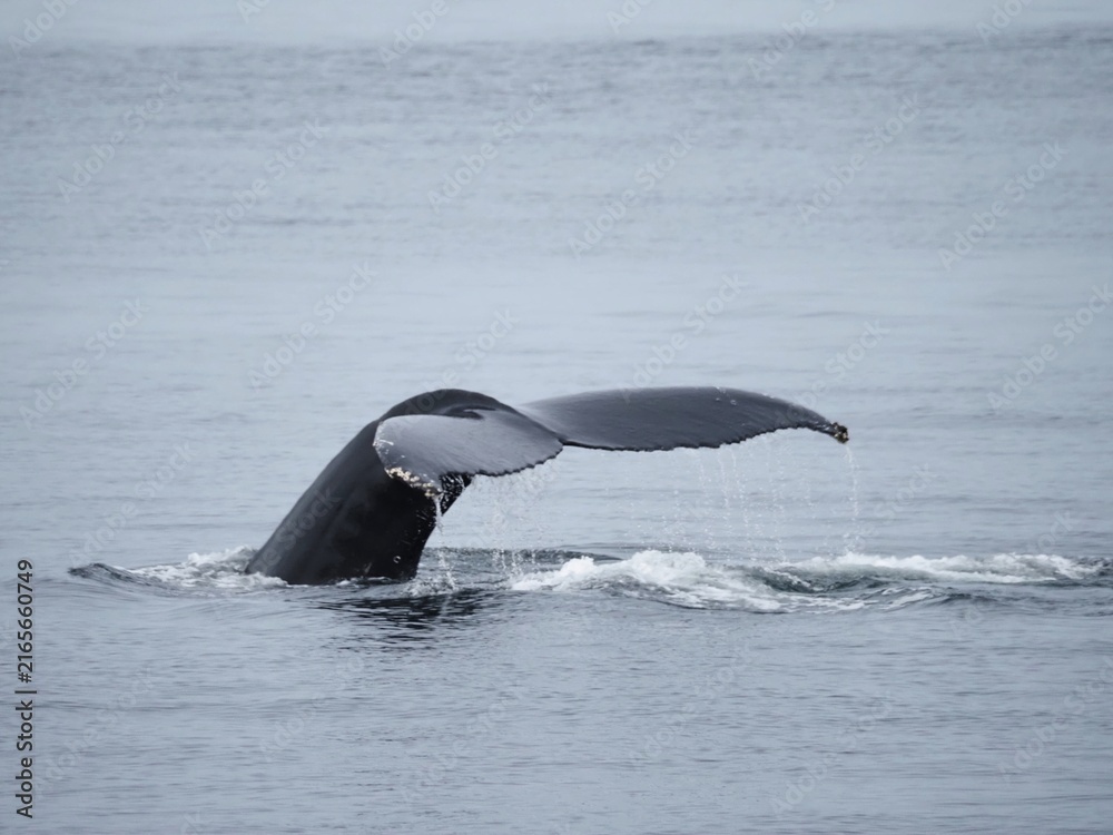 Obraz premium Humpback whale tail above St. Lawrence River