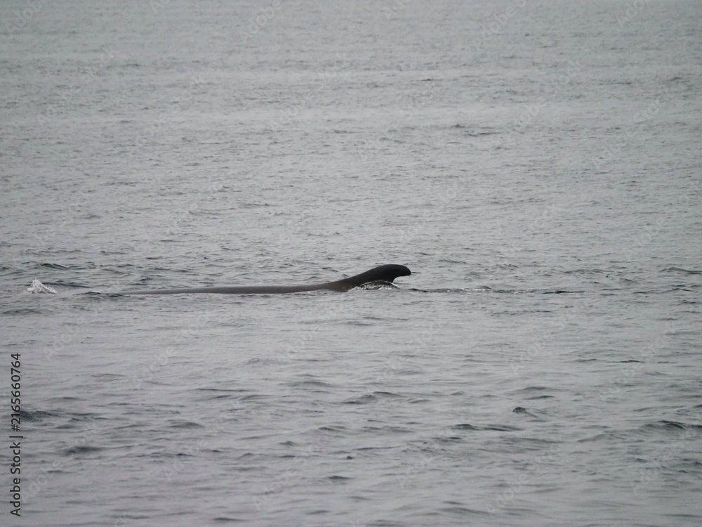 Fototapeta premium Whale surfacing in St. Lawrence River