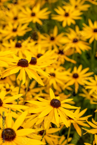 Bright yellow summer flower in full bloom - Black Eyed Susan, Rudbeckia hurta