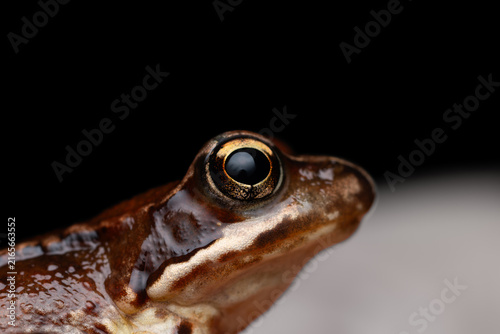 Foto Common Frog (Rana temporaria) Close-Up Portrait