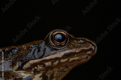 Foto Frog eye portrait