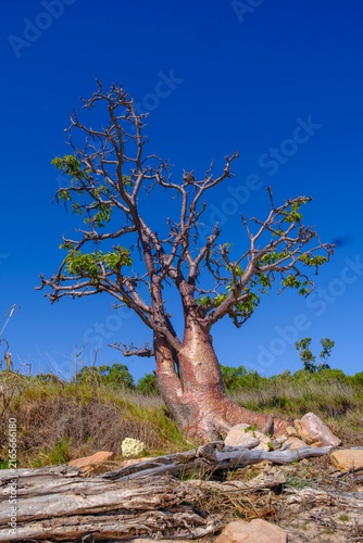 Baobab tree at Freshwater Cove, Kimberley, Australia