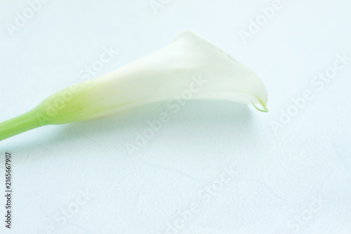 Cuadro en lienzo calla lily flower