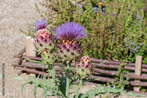 Artichaut en fleur