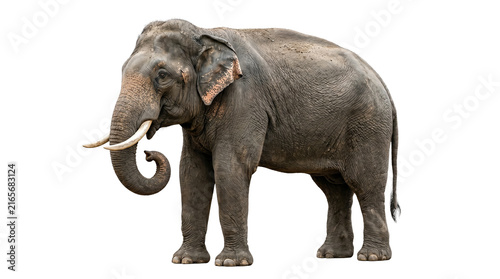 Indian elephant Asian wild tusker isolated on transparent background
