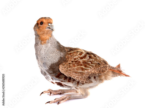 Bild auf Leinwand Grey partridge in studio
