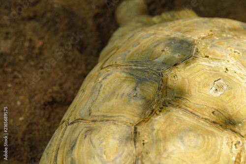 Obraz na plátne The Sulcata tortoise is the largest tortoise species in Africa and the third-largest in the world, after the Galapagos tortoise and the Aldabra giant tortoise