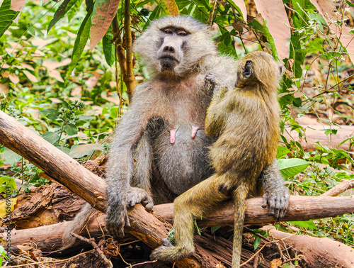 Cuadro en lienzo mother and baby baboon