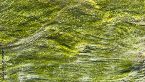 Green Algae Texture on Wet Rock Surface. Natural Abstract Background