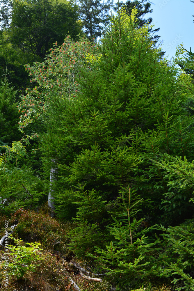 Obraz premium Lush Green Coniferous Forest Landscape with Vibrant Spruce Trees in the Sunny Mountain Wilderness