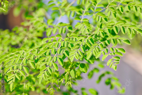 Canvastavla Moringa leaves are rich in nutrients and antioxidants