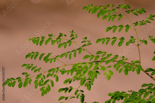 Canvastavla Moringa leaves are rich in nutrients and antioxidants