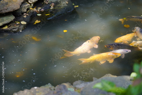фотографія Keeping ornamental fish offers many tangible benefits