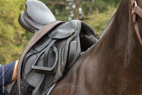 Horse having saddle placed on back. Tacking up to go horse riding. Horse saddle fit. Equestrian lifestyle. 