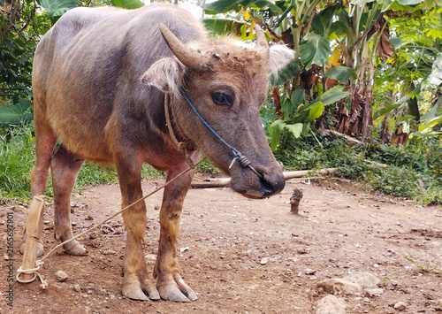 Принти на полотні Full body of young water buffalo standing on dirt farm