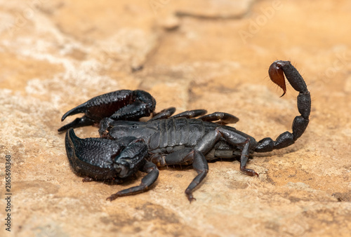 Cuadro en lienzo Closeup of a beautiful Drakensberg Creeping Scorpion (Opisthacanthus validus) in