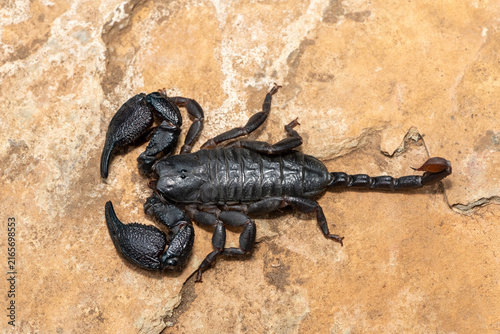 Photography Closeup of a beautiful Drakensberg Creeping Scorpion (Opisthacanthus validus) in
