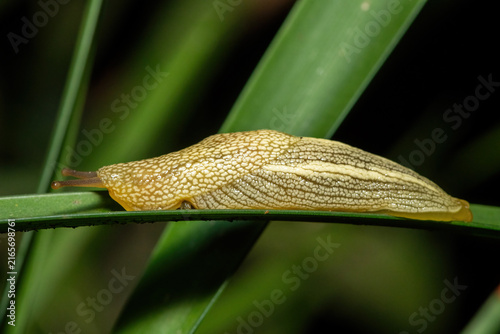 фотографія African Banana Slug (Elisolimax flavescens) crawling along a green leaf in dense