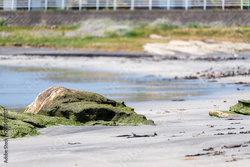 A scene of a sandy beach with moss-covered rocks