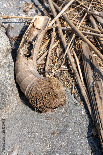 Driftwood shaped like bamboo shoots washed up on the sandy beach