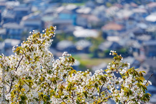 A scene of a castle town with cherry blossoms in full bloom