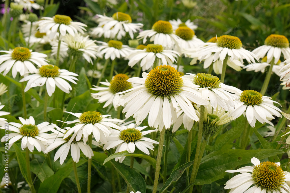 Obraz premium White Echinacea purpurea, coneflower, ‘Alba’ in flower.