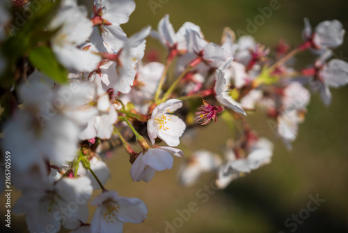 Cherry blossoms illuminated by sunlight