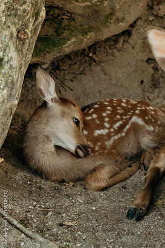 Quadro su tela Young sika deer resting under a tree in Nara, Japan