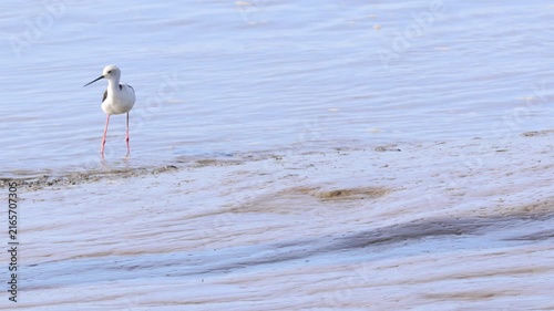 Black-winged stilt wading bird foraging in water