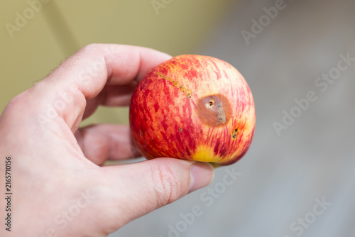 Fotografie Close-up of a damaged red and yellow apple held in hand for food background and