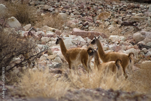 Herd of guanacos (Lama guanicoe) spotted in the Aconcagua provincial park in Mendoza, Argentina