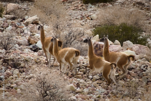 Herd of guanacos (Lama guanicoe) spotted in the Aconcagua provincial park in Mendoza, Argentina